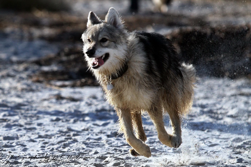 Hund läuft durch den Schnee
