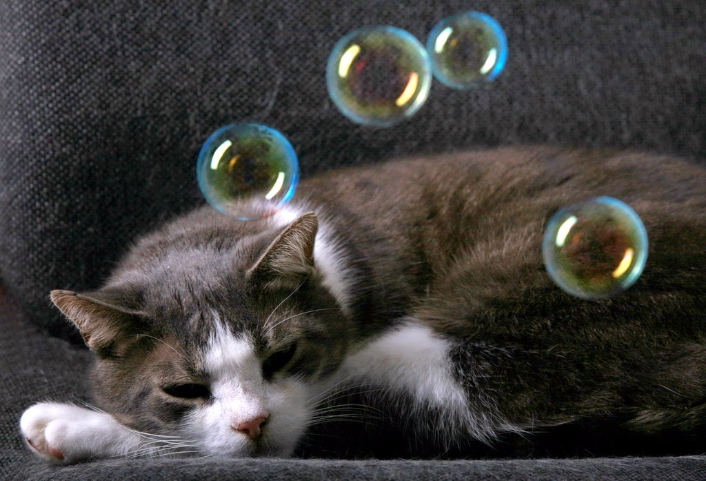 Katze spielt mit Seifenblasen